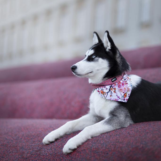 Bandanas pour chiens