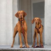 SEIGAIHA  laisse orange chien