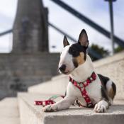 VINTAGE ROSES RASPBERRY collier chien fleurs