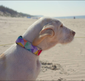 SUMMER VIBES collier sur mesure pour chien