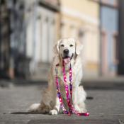 AQUARELLE PINK collier rose pour chien 