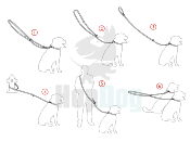 TROPIC TIME liasse multi-positions pour chien