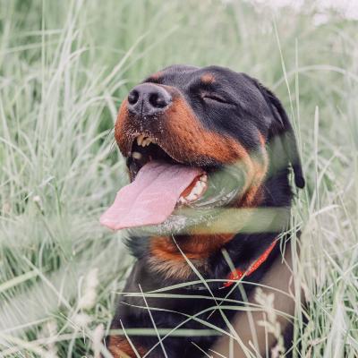 Le Rottweiler : un puissant gardien et un compagnon fidle