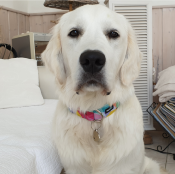 SUMMER VIBES collier sur mesure pour chien