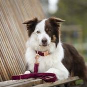 BOURGOGNE collier chien en velours bordeaux