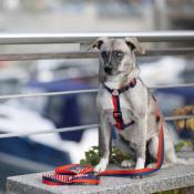 Harnais pour chien Y PRO Royal Navy/Blue