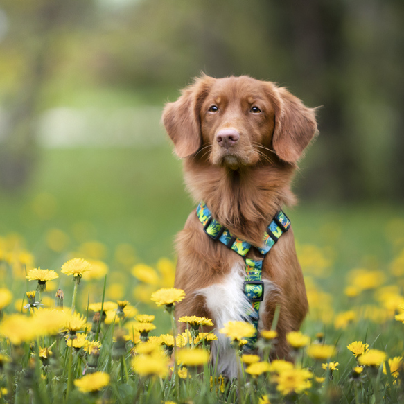 Miflame – harnais à gros nœud papillon pour chien, accessoires