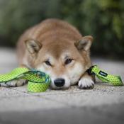 TROPIC DOT Collier pour chien à pois