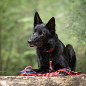 ROYAL NAVY BLUE collier chien artisanal