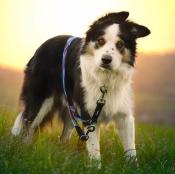 ETHNIC TEAL collier pour chien ethnique 