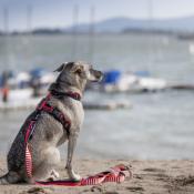 ROYAL NAVY BLUE collier chien artisanal