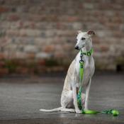 TROPIC DOT Collier pour chien à pois