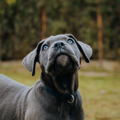 Le Cane corso : un molosse protecteur et un compagnon loyal