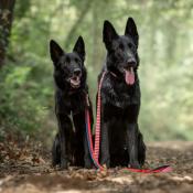 ROYAL NAVY RED laisse chien rouge et blanc