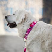 AQUARELLE PINK collier rose pour chien 