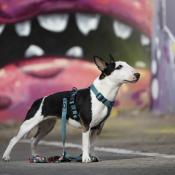 CHEVRONS collier pour chien motif géométrique