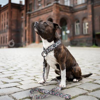 Le Staffordshire bull terrier : chien puissant et polyvalent