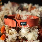 PUMPKIN collier chien en velours orange