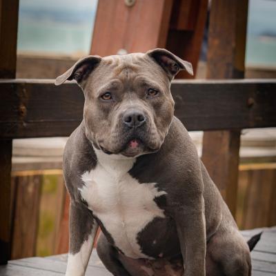 LAmerican Staffordshire terrier : le chien de famille intelligent et dvou