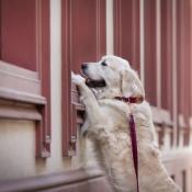 BOURGOGNE collier chien en velours bordeaux