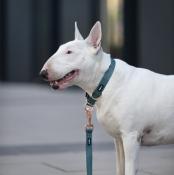 CHEVRONS collier pour chien motif géométrique