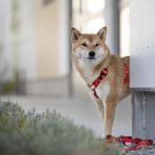 HELLO BERLIN RED Collier rouge pour chien