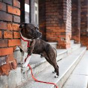 HELLO BERLIN RED Collier rouge pour chien