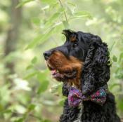 Noeud papillon pour chien Mini Bubbles