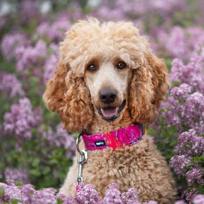 Le Grand caniche : un chien de toute beaut et un compagnon de qualit