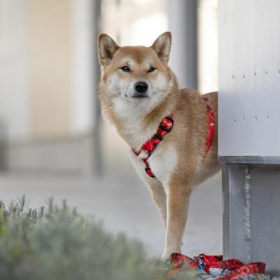 Le Shiba Inu : un compagnant loyal et un libre-penseur