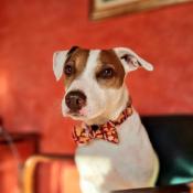 Collier de Noël pour chien Gingerbread