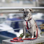 ROYAL NAVY BLUE  laisse chien artisanale