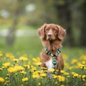 TROPIC TIME collier chien tropical