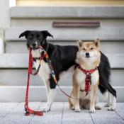 HELLO BERLIN RED Collier rouge pour chien