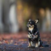 PINK GARDEN collier fashion pour chien