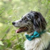 Noeud papillon pour chien Léopard