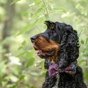 Collier pour chien Mini Bubbles
