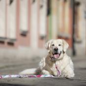 SUMMER MORNING collier chien pastel