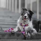 AQUARELLE Laisse pour chien Multi-positions 