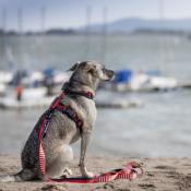 ROYAL NAVY RED laisse chien rouge et blanc